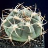 Gymnocalycium_ritterianum